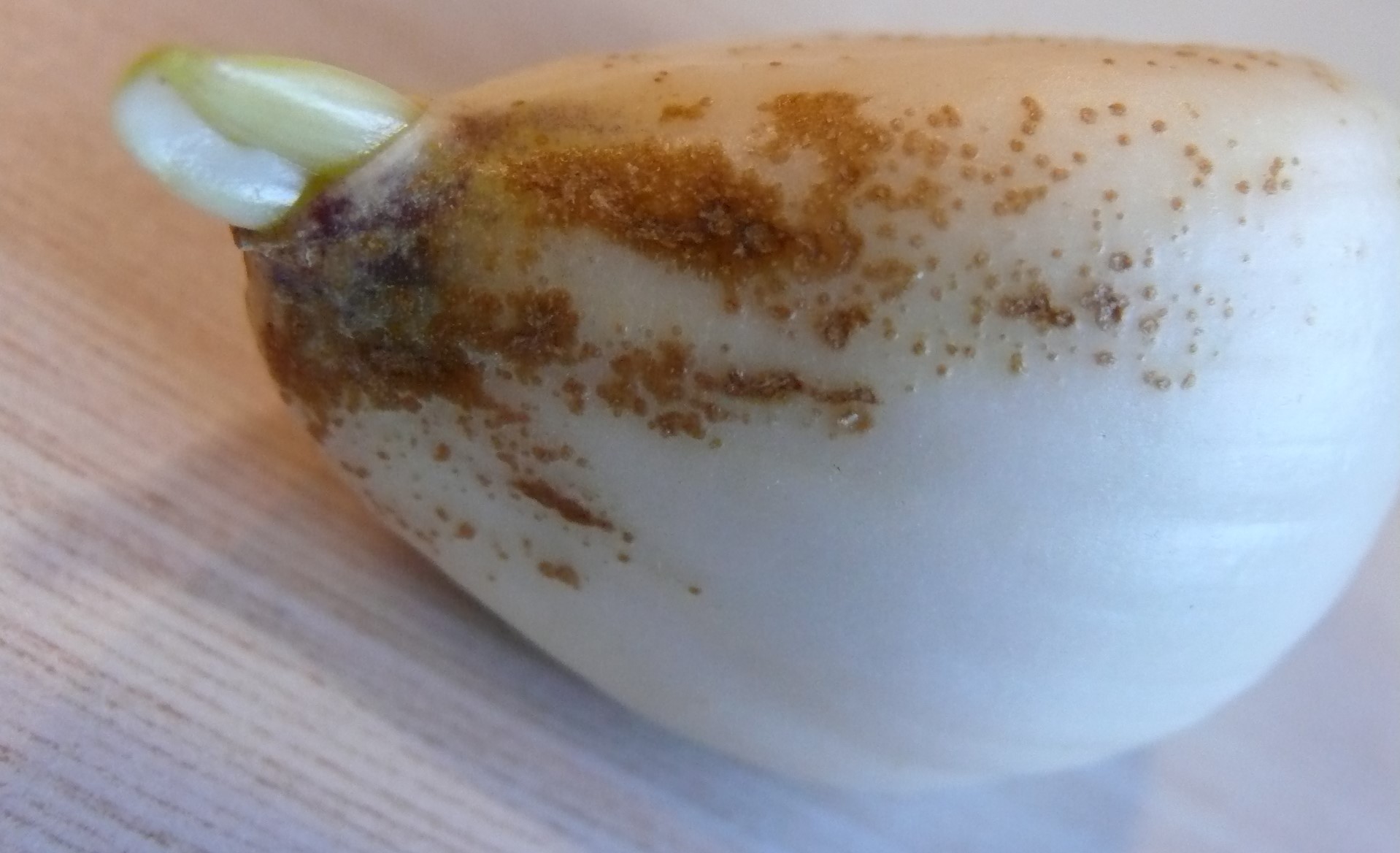 5. Knoblauch