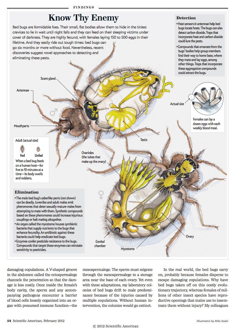 Anatomie einer Bettwanze