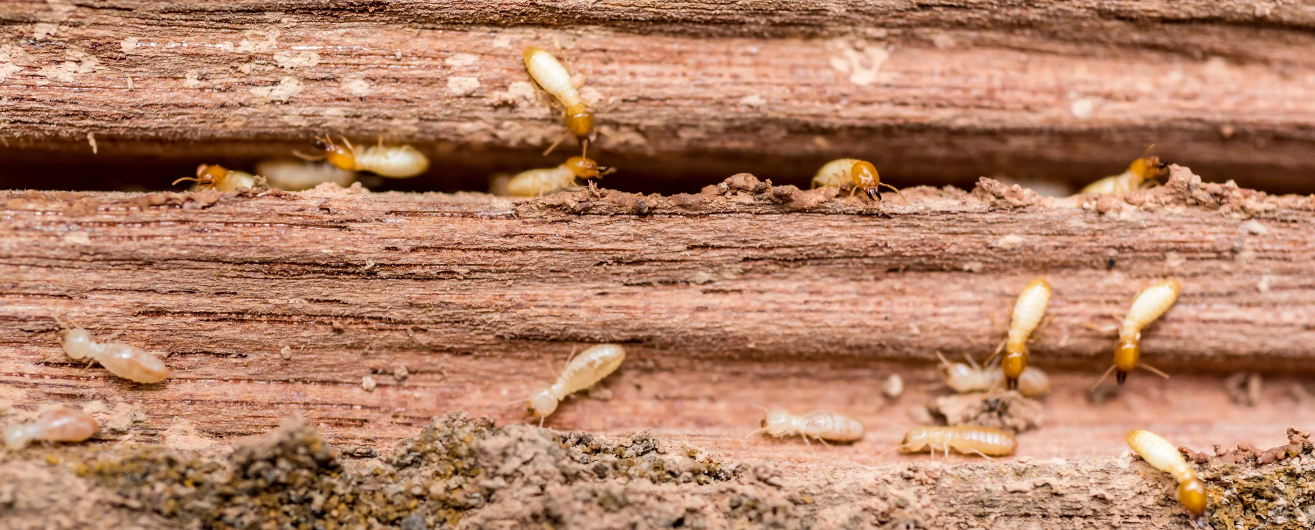 das Holz reinigen