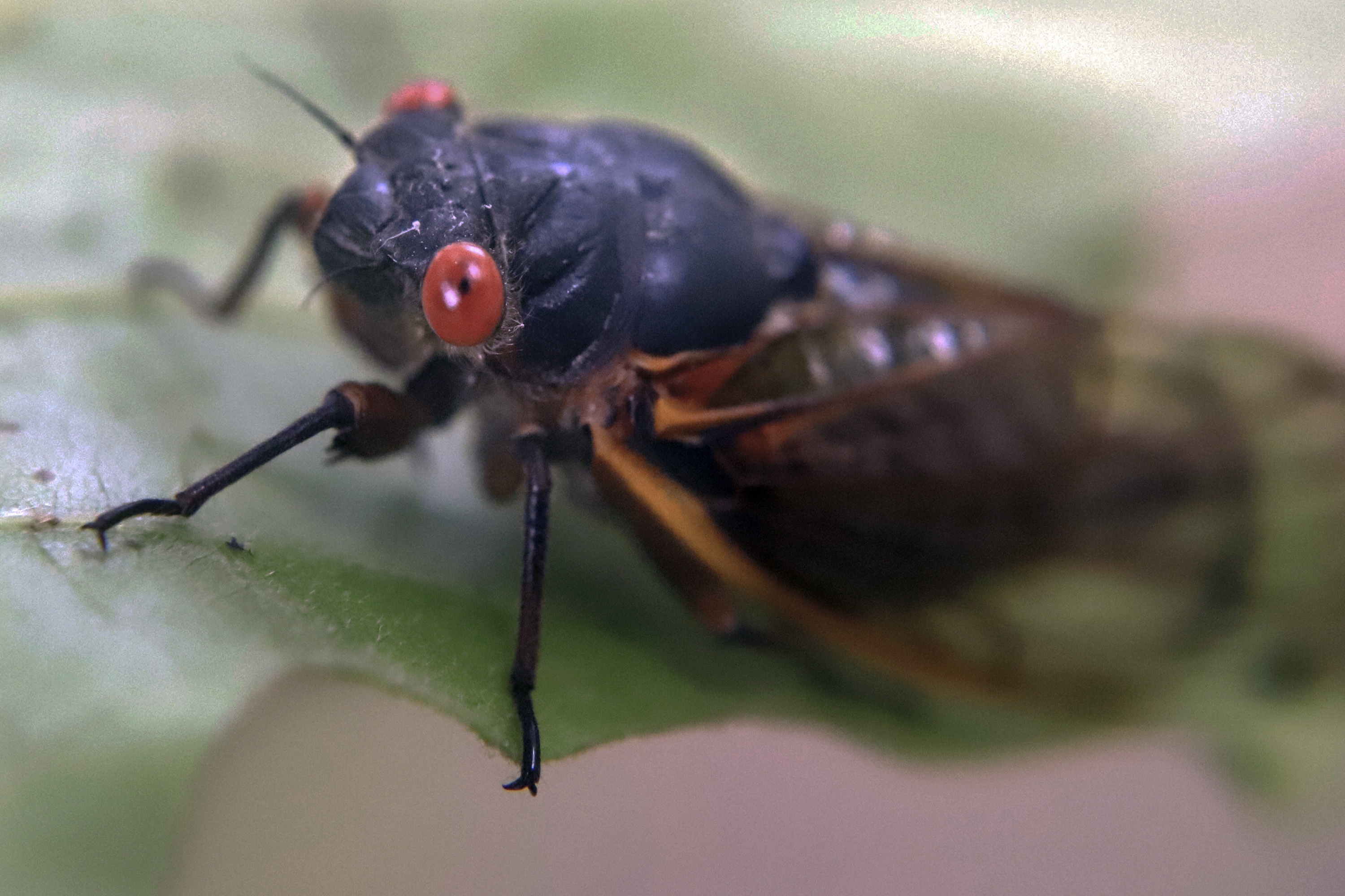 Häufige Ursachen für Angst vor Insekten