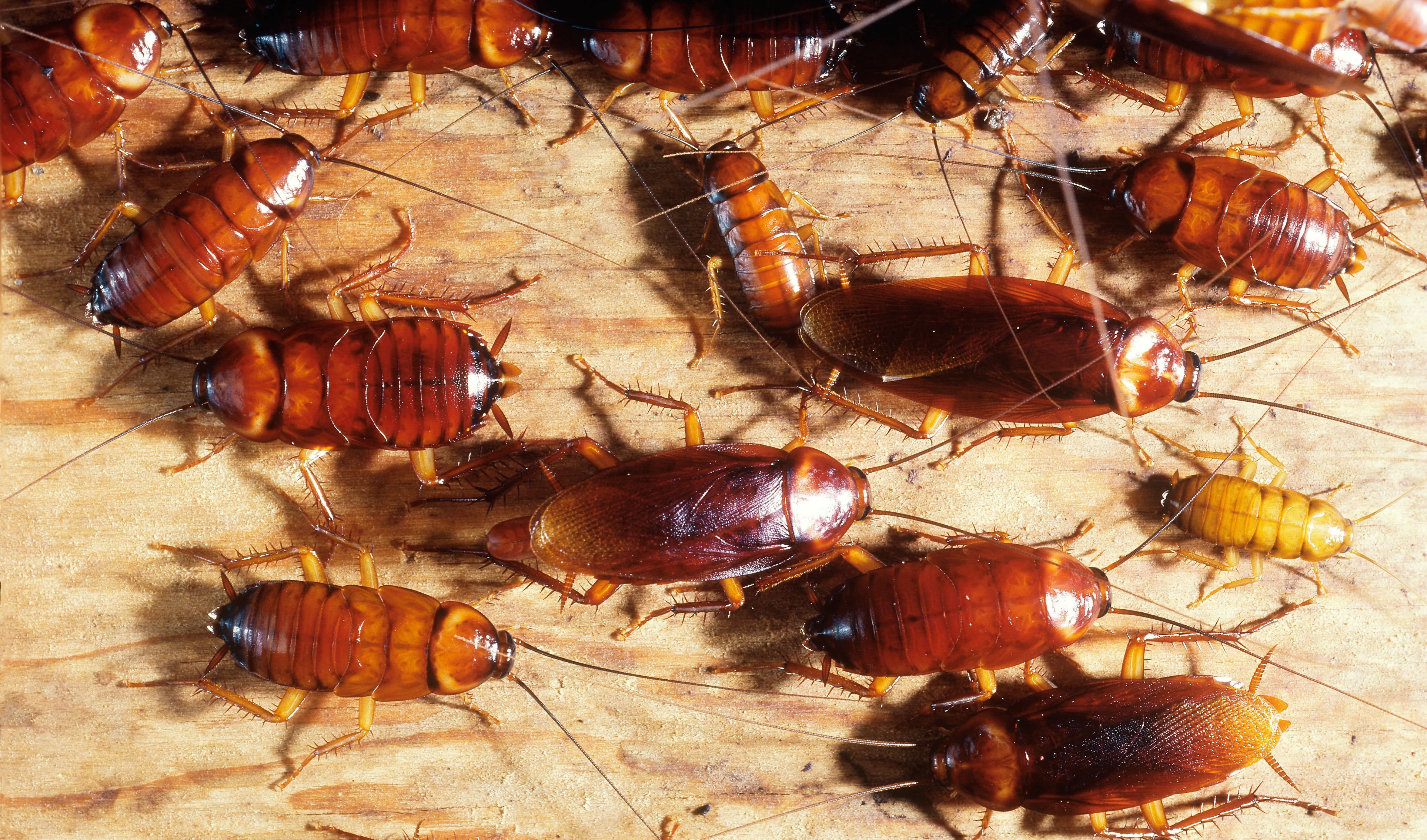 Bedingungen, die Insekten anziehen