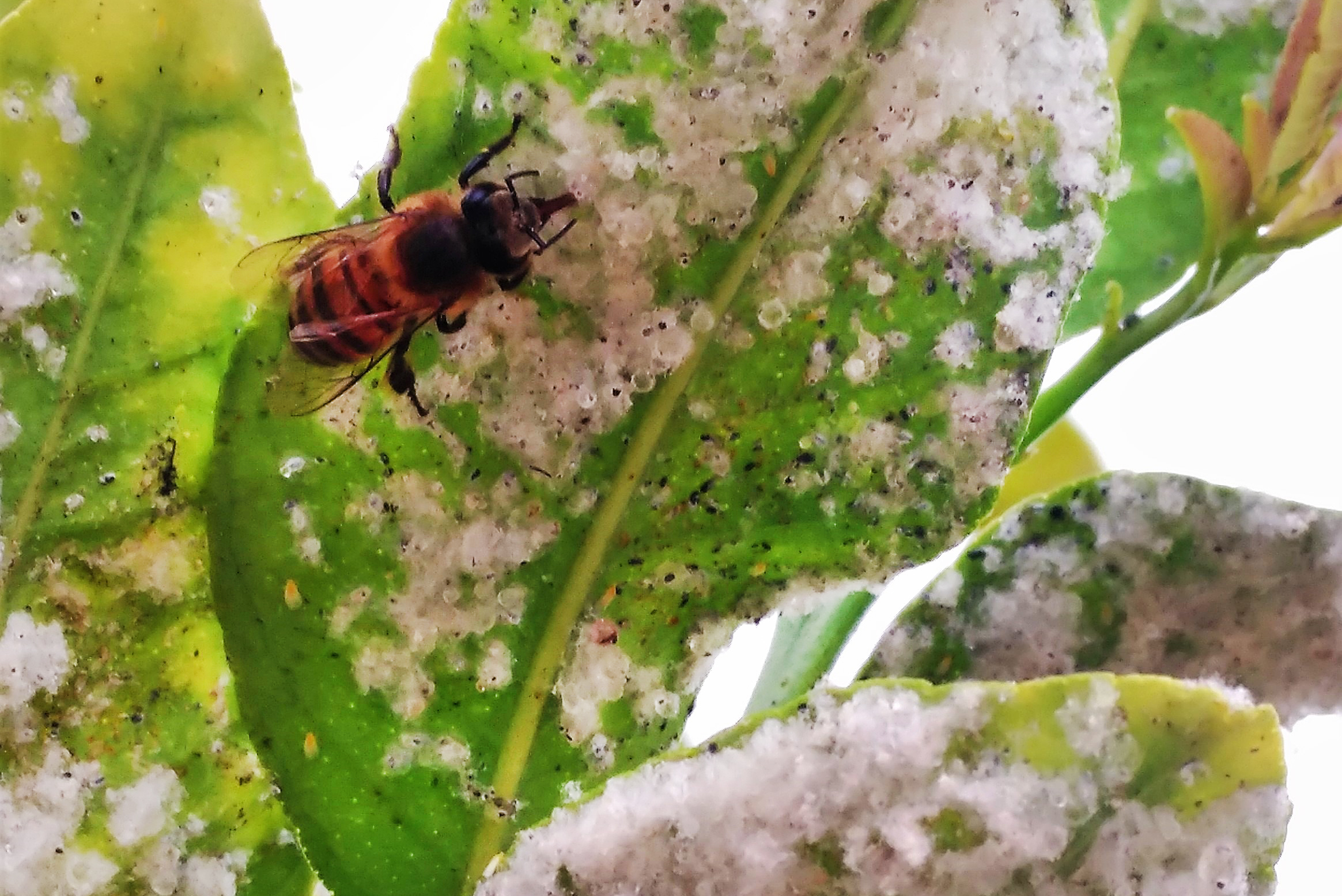 Kontakt mit Insektiziden