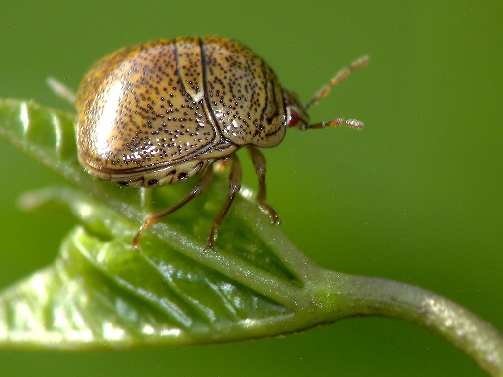 Kontrolliere deine Kudzu-Population