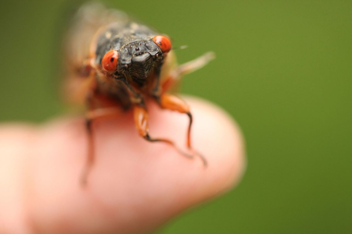 Setzen Sie sich nach und nach Insekten aus