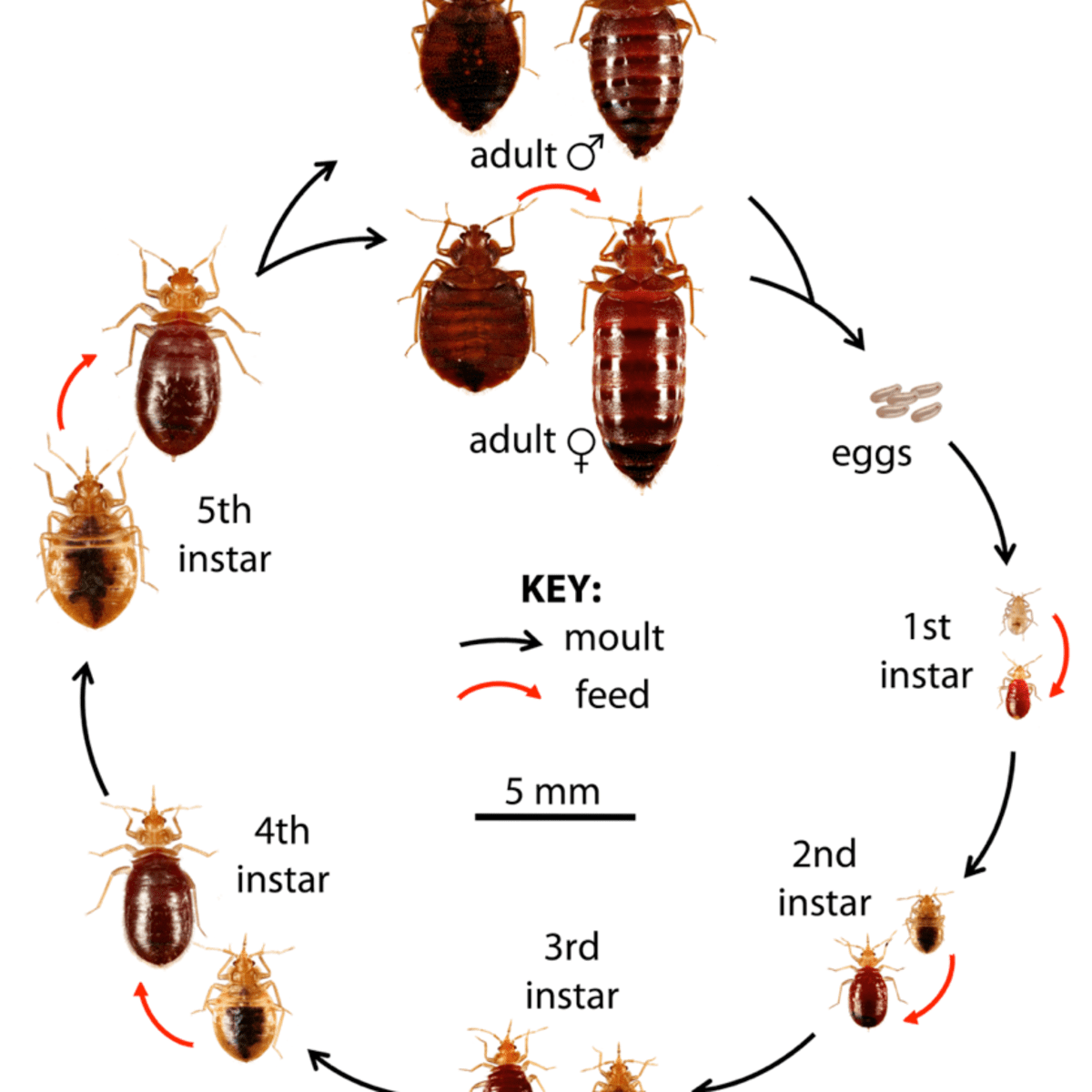 Wie lange dauert jede Behandlung?