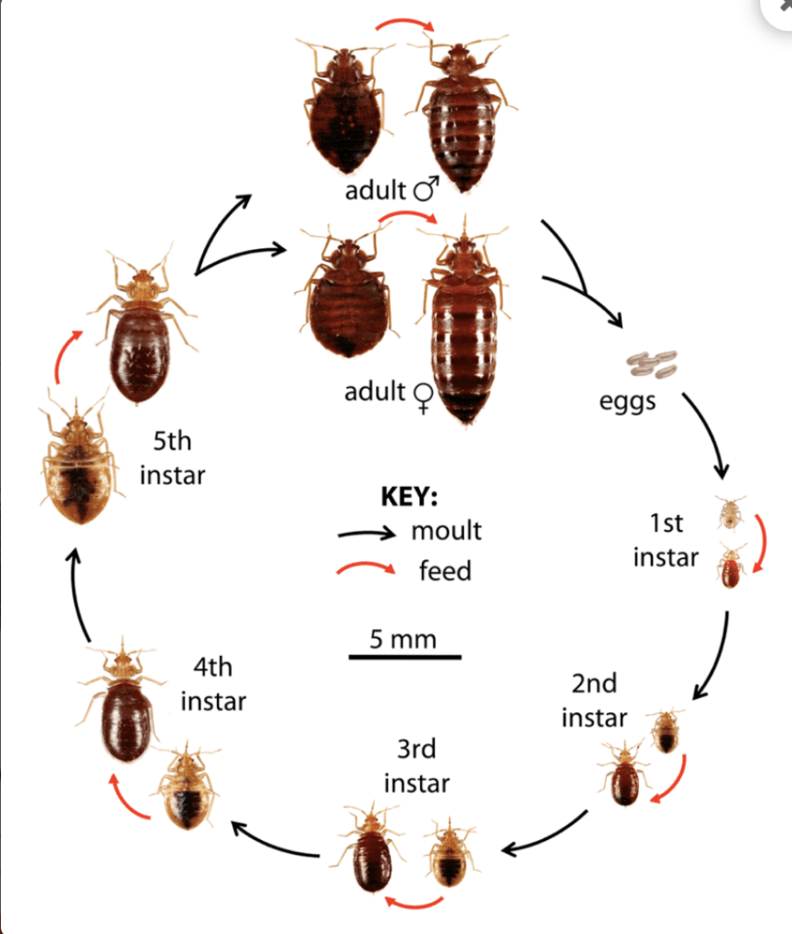 Wie viele Bettwanzen schlüpfen aus einem Ei?