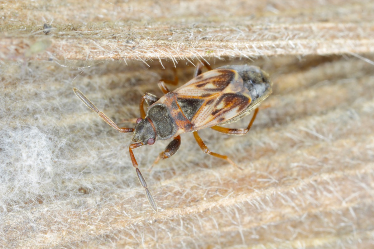 Identifizierung von Elm Seed Bugs