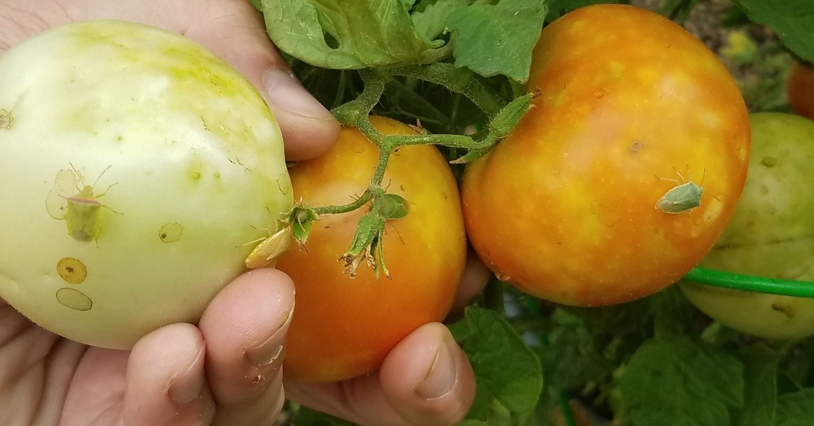 Auswirkungen von Stinkwanzen auf Tomaten