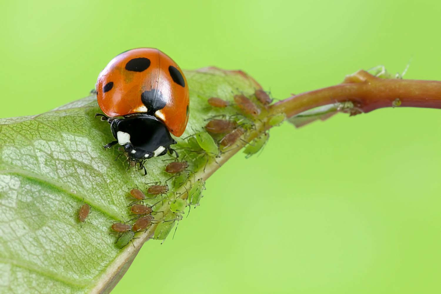 Mulchtechniken, um nützliche Insekten anzulocken