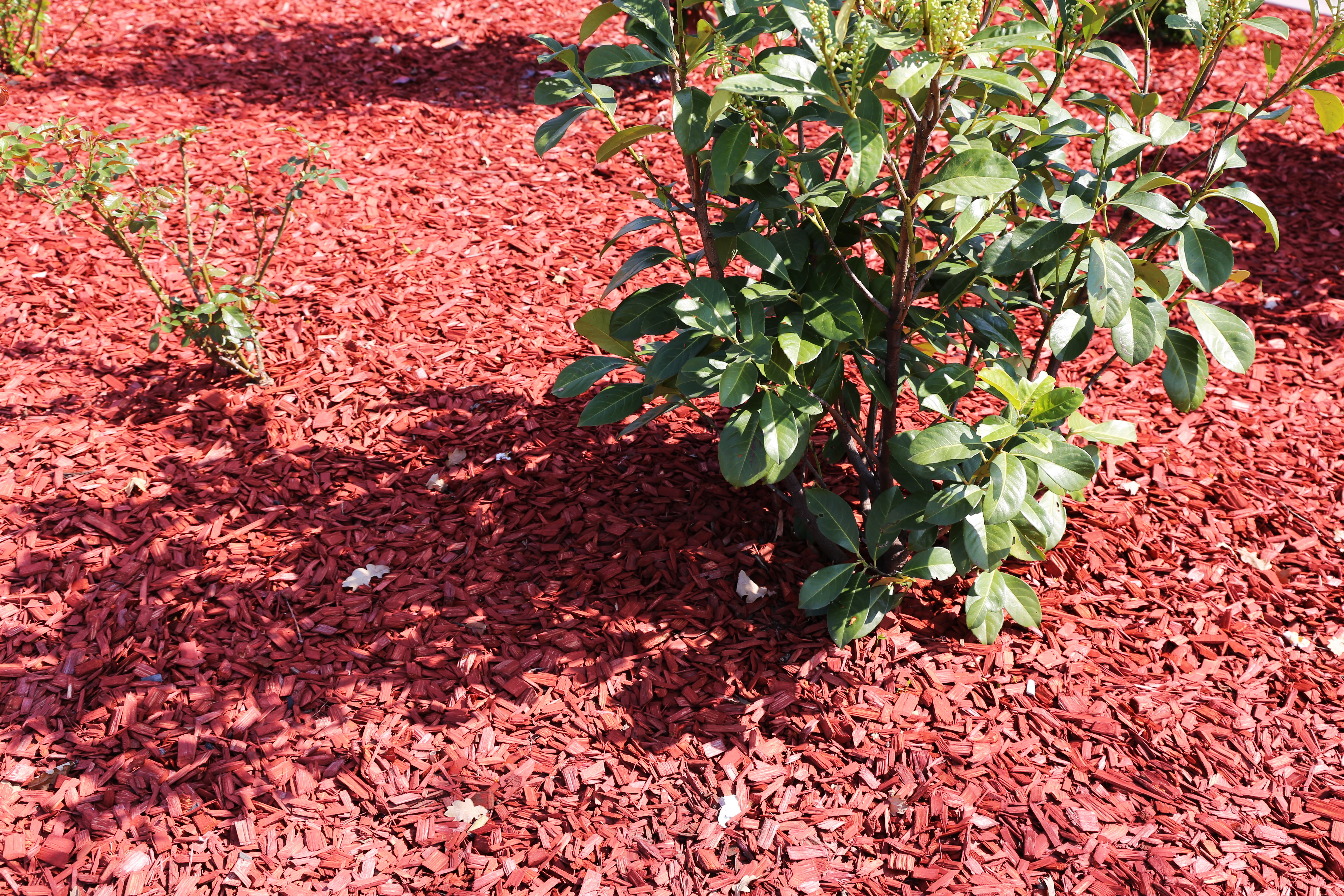 Mulchtechniken zur Abwehr von Insekten