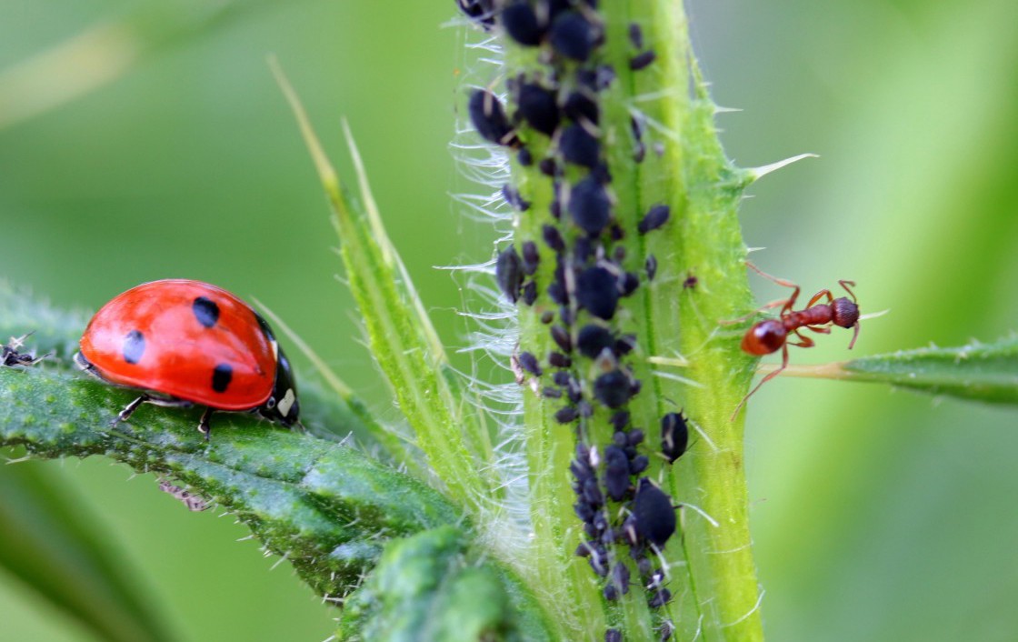 natürliche Insektizide