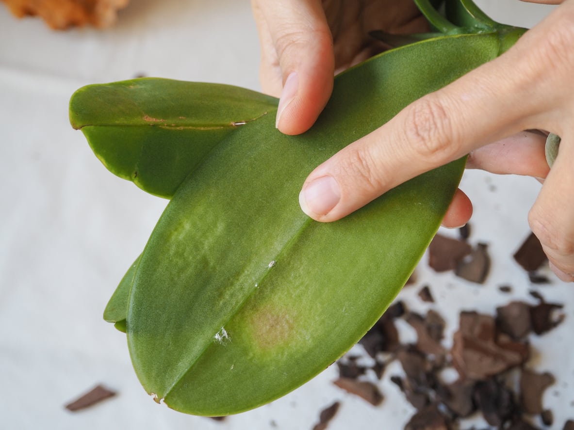 Natürliche Heilmittel, um Insekten auf Orchideen loszuwerden