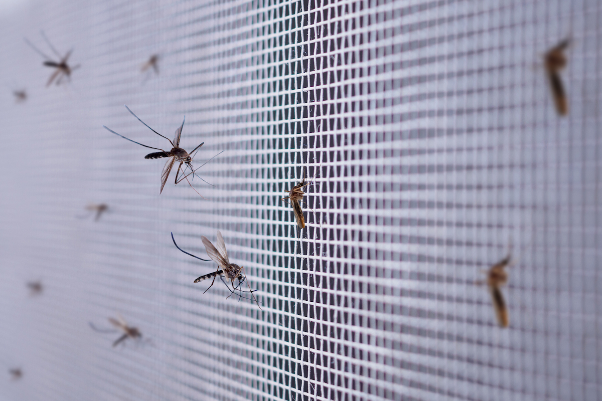 Verhinderung von Insekten, die in die Kanalisation gelangen