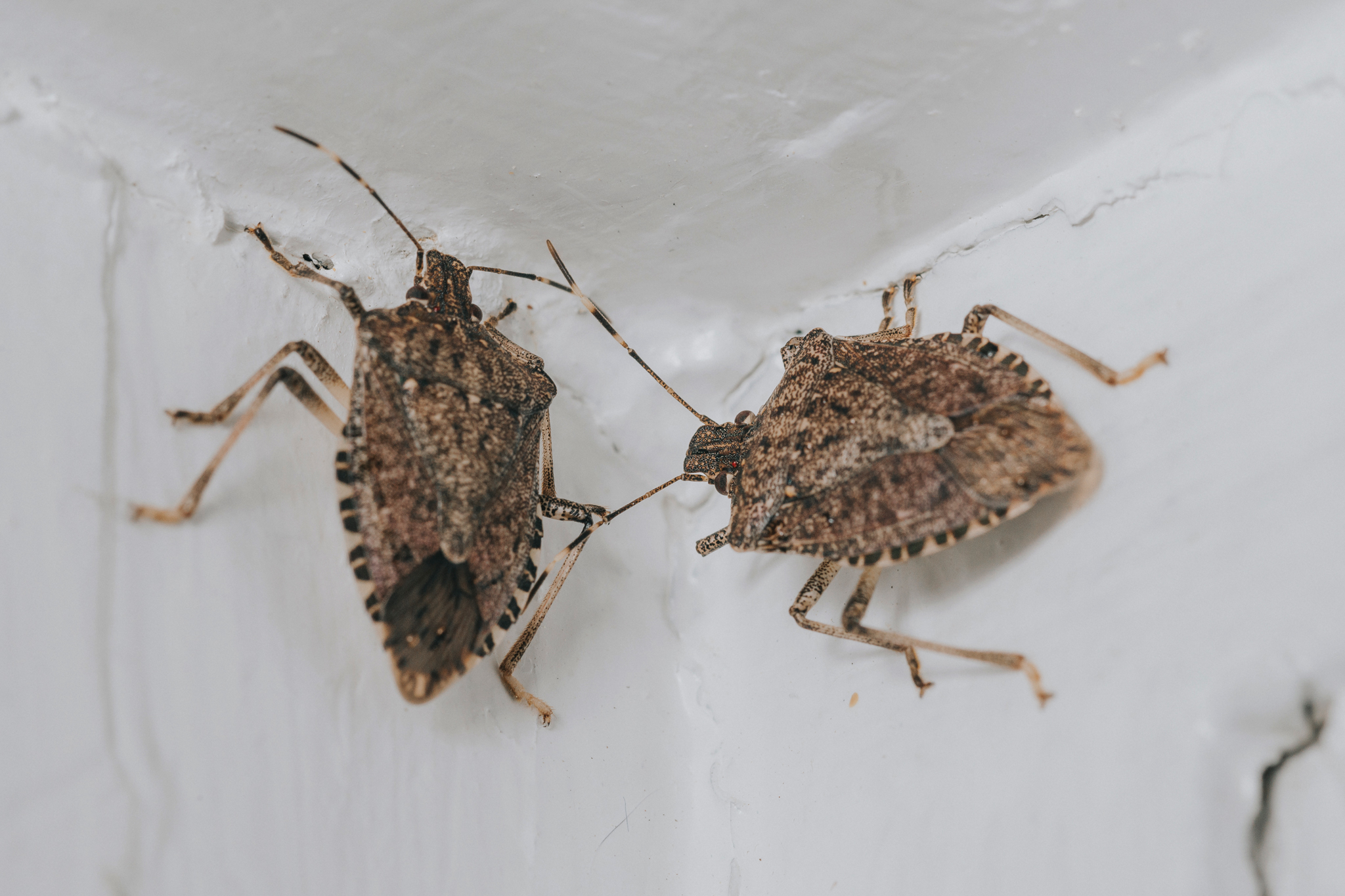 Schornsteinabdichtung vor Insekten