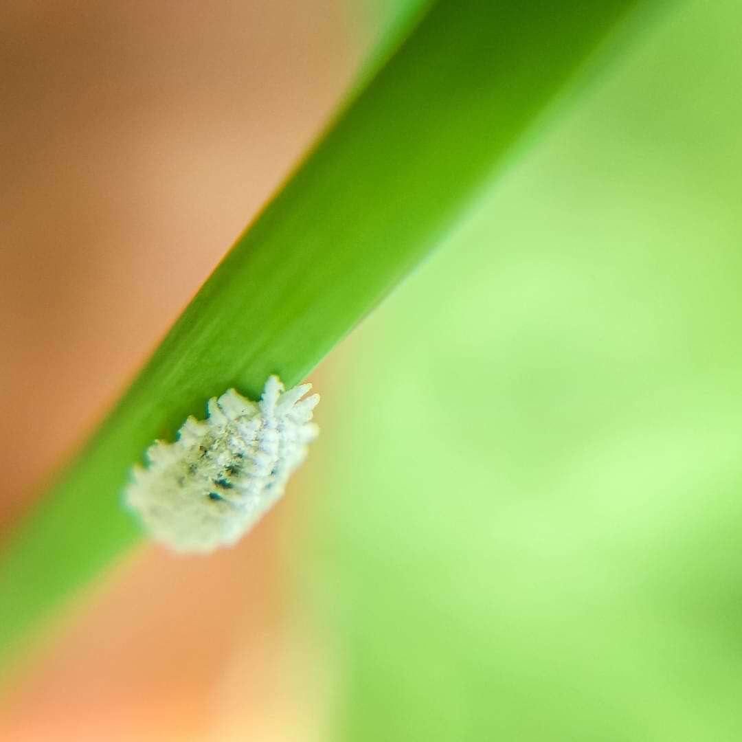 Anzeichen für einen Orchideenbefall