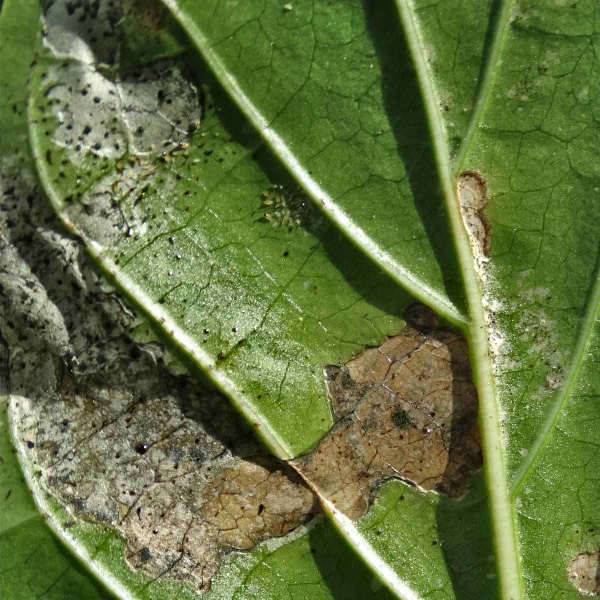 Symptome von Insektenschäden