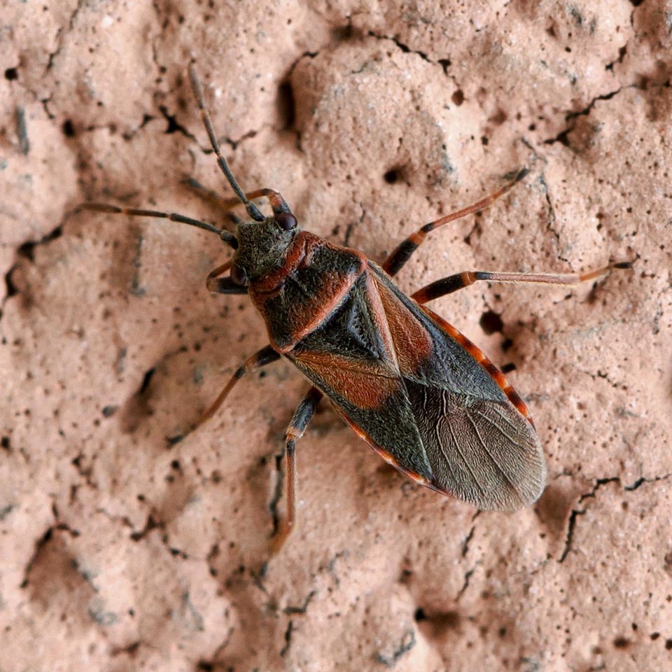 Schäden durch Ulmensameninsekten