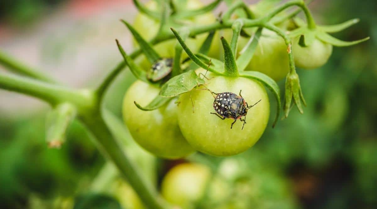 Arten von Insekten, die Tomatenpflanzen befallen