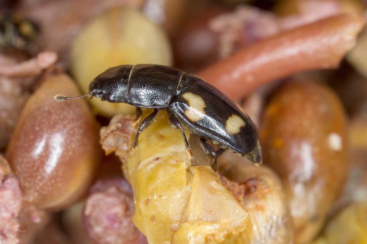 Arten von Insekten, die häufig bei Picknicks zu finden sind