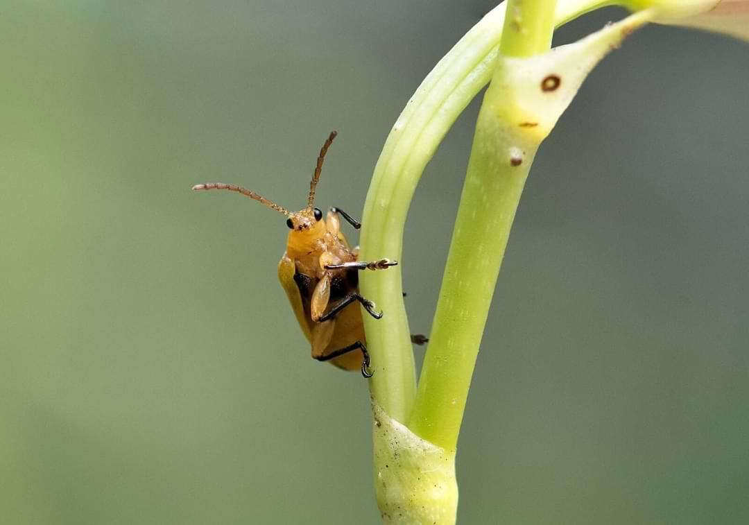 Arten von Insekten, die auf Orchideen gefunden werden