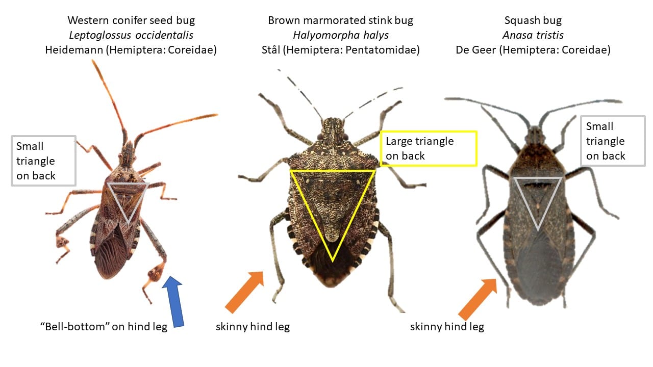 Arten von Insekten, die Kürbisse angreifen