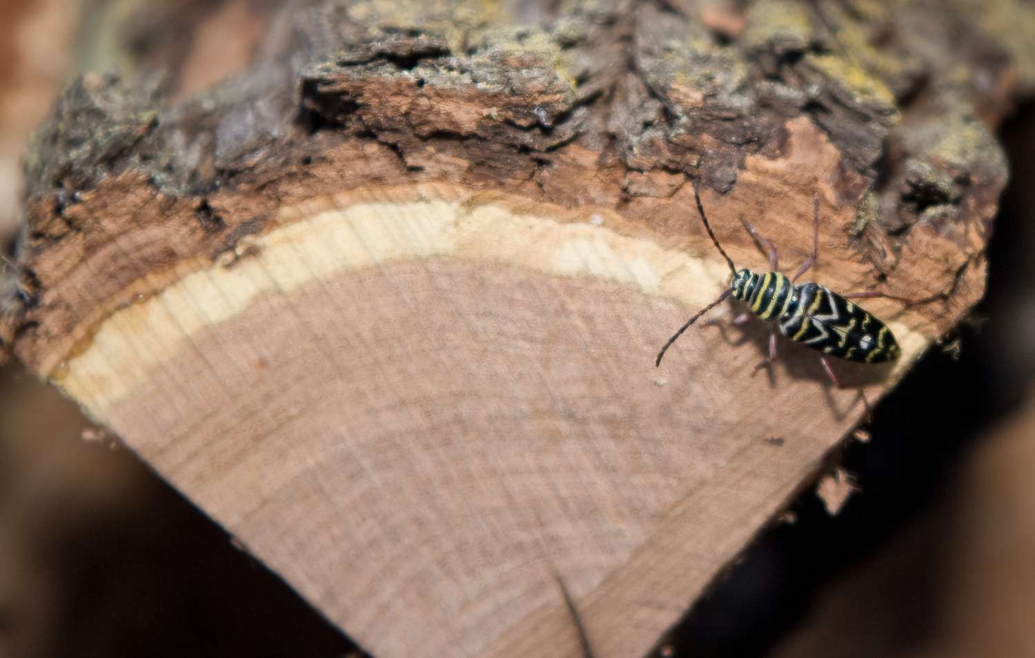 Arten von Insekten, die in Schornsteine eindringen können