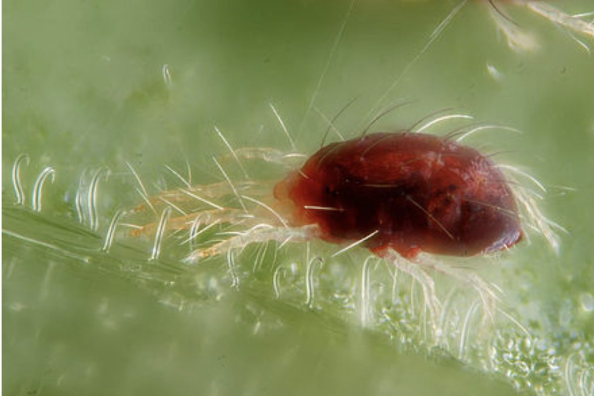 Arten von Insekten, die Minze fressen