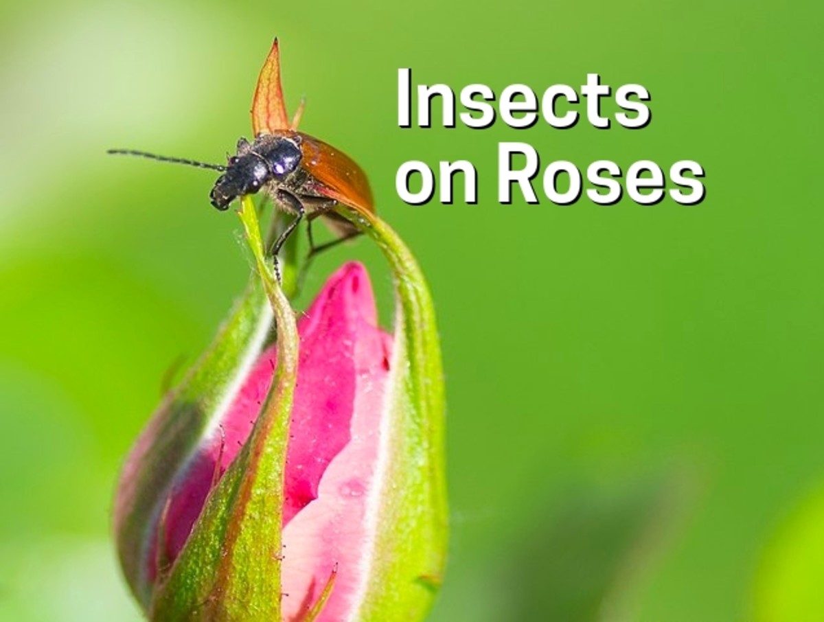 Arten von Insekten, die Rosen fressen