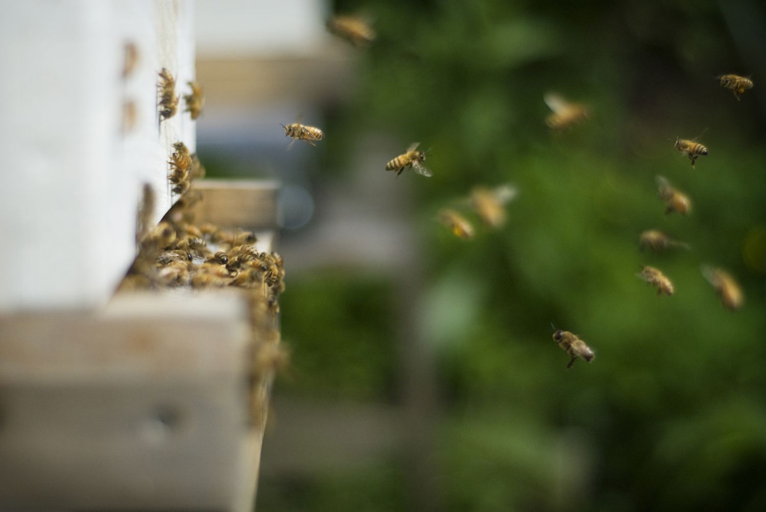 Die Angst vor Insekten verstehen