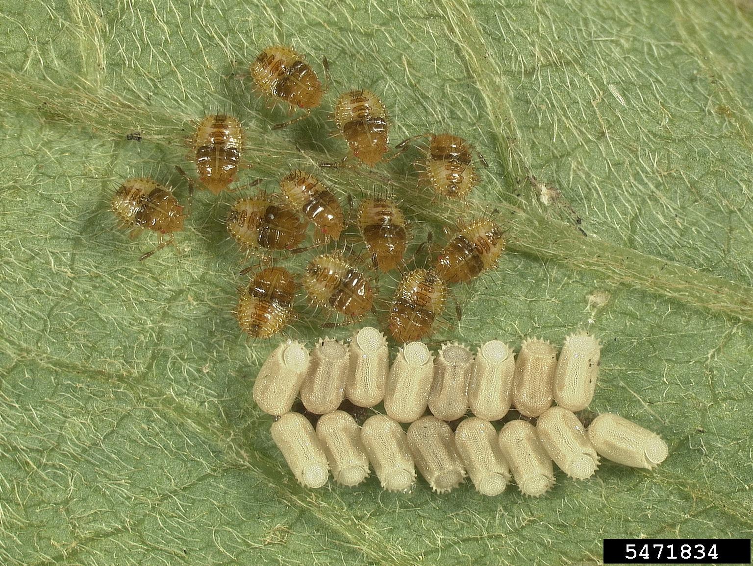 Möglichkeiten, Kudzu-Bugs loszuwerden