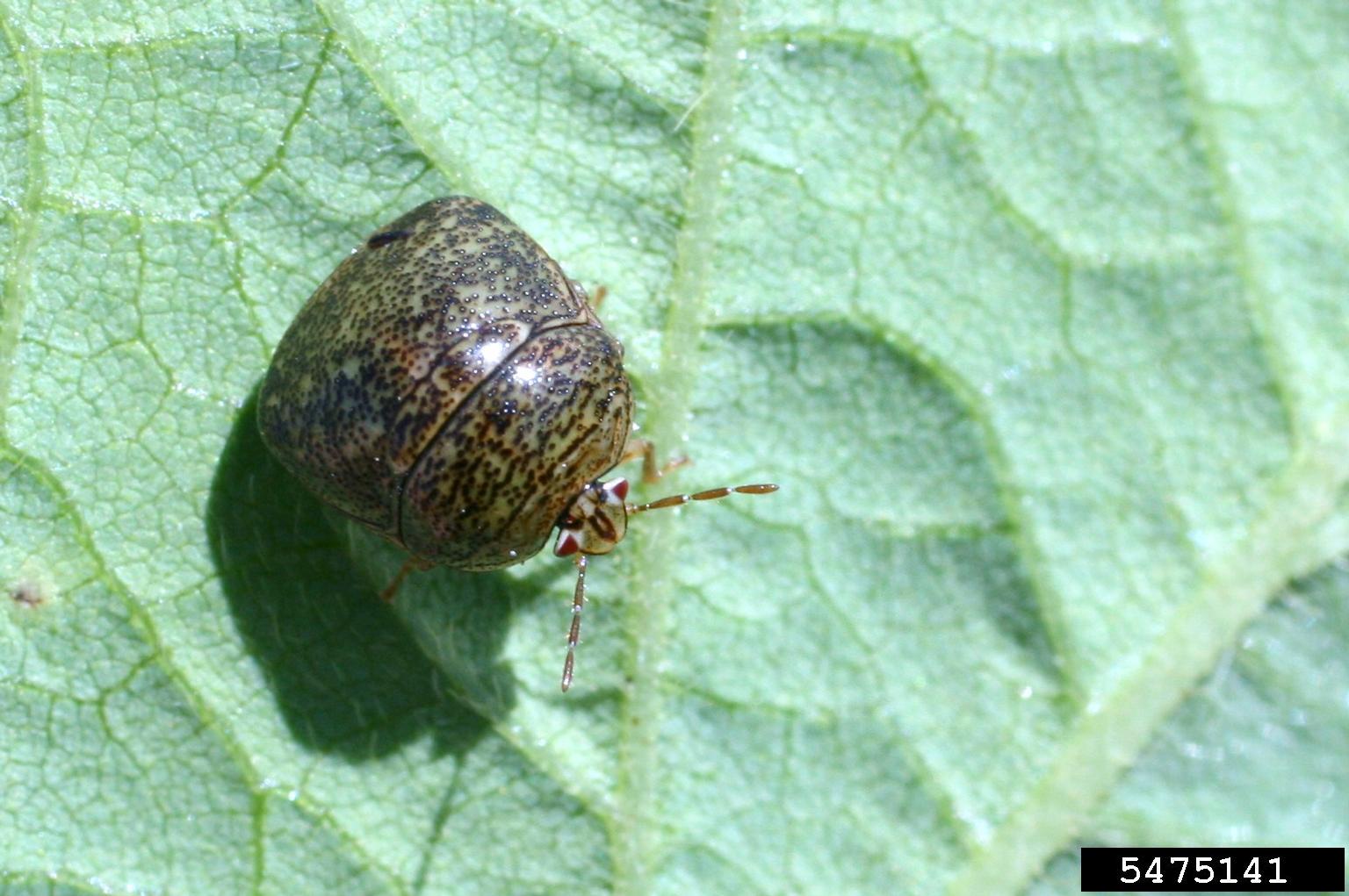 Was sind Kudzu-Bugs?