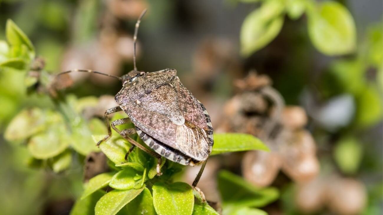 Welche Arten von Insekten können ein Wohnmobil befallen?