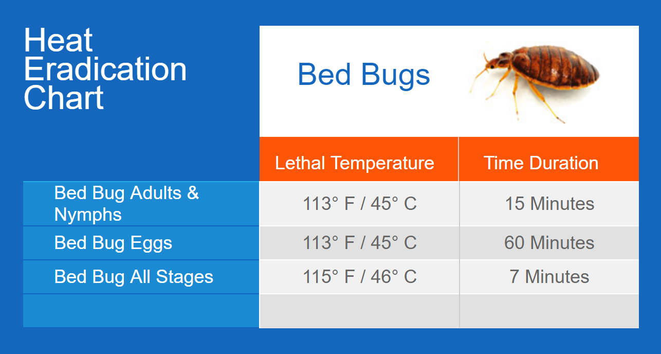 Bei welcher Temperatur sterben Bettwanzen?